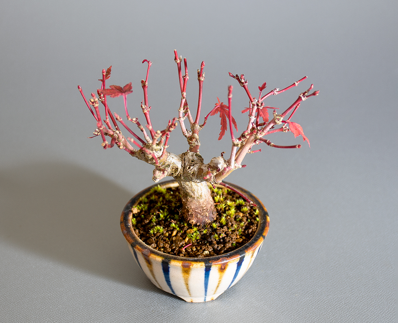 イロハモミジ-O1（いろはもみじ・いろは紅葉）雑木盆栽を上側から見た景色・Acer palmatum bonsai