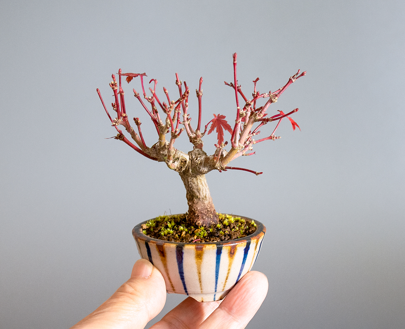 イロハモミジ-O1（いろはもみじ・いろは紅葉）雑木盆栽の手乗りの景色・Acer palmatum bonsai