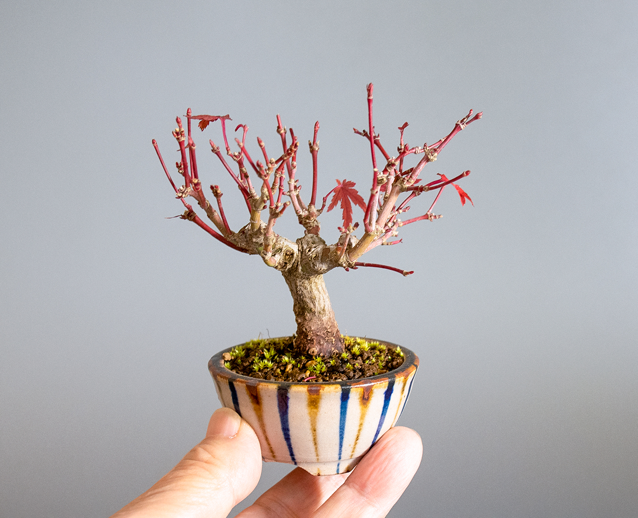 イロハモミジ-O1(いろはもみじ・いろは紅葉)雑木盆栽の手乗りの景色・Acer palmatum bonsai