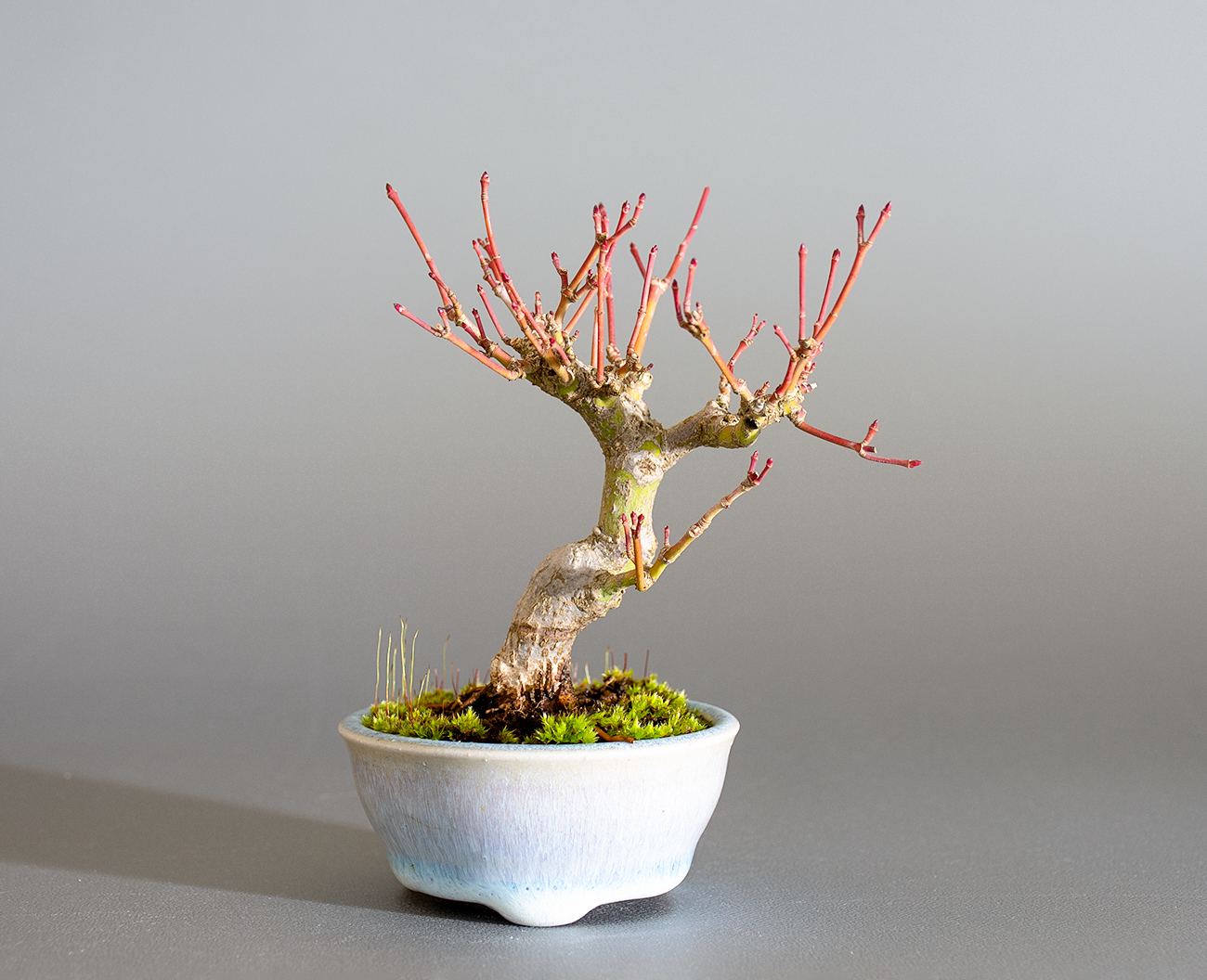 イロハモミジ-P1（いろはもみじ・いろは紅葉）雑木盆栽の販売と育て方・作り方・Acer palmatum bonsai