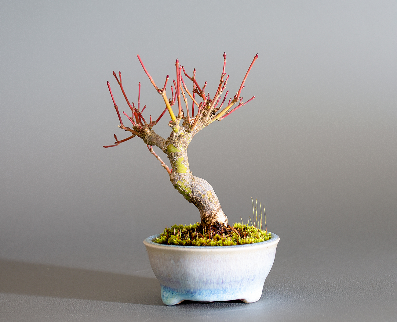 イロハモミジ-P1(いろはもみじ・いろは紅葉)雑木盆栽を裏側から見た景色・Acer palmatum bonsai