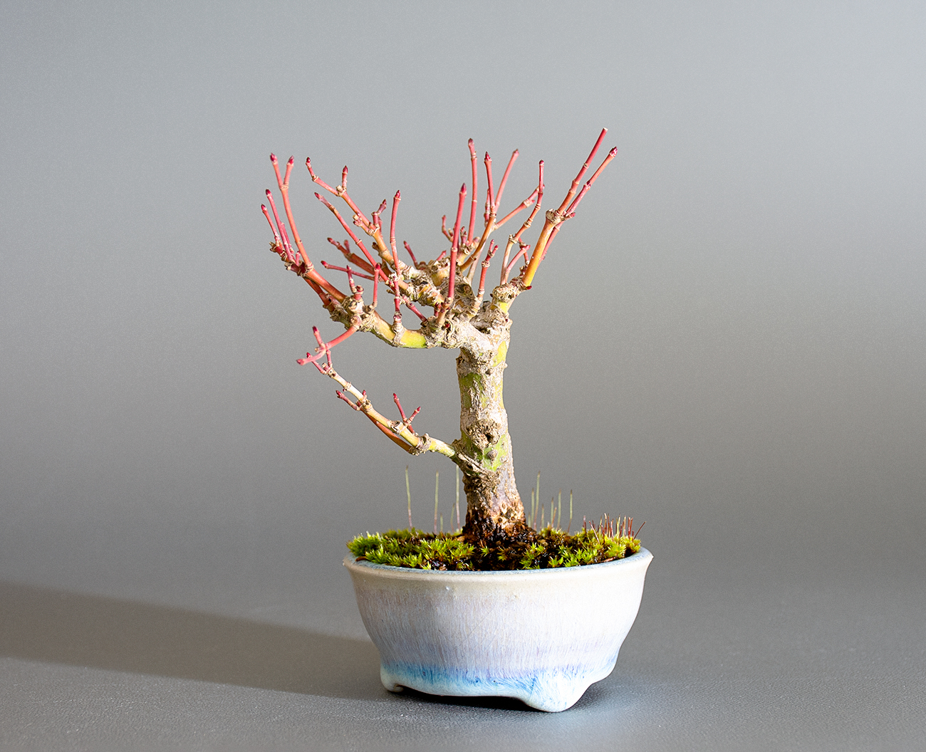 イロハモミジ-P1(いろはもみじ・いろは紅葉)雑木盆栽を右側から見た景色・Acer palmatum bonsai