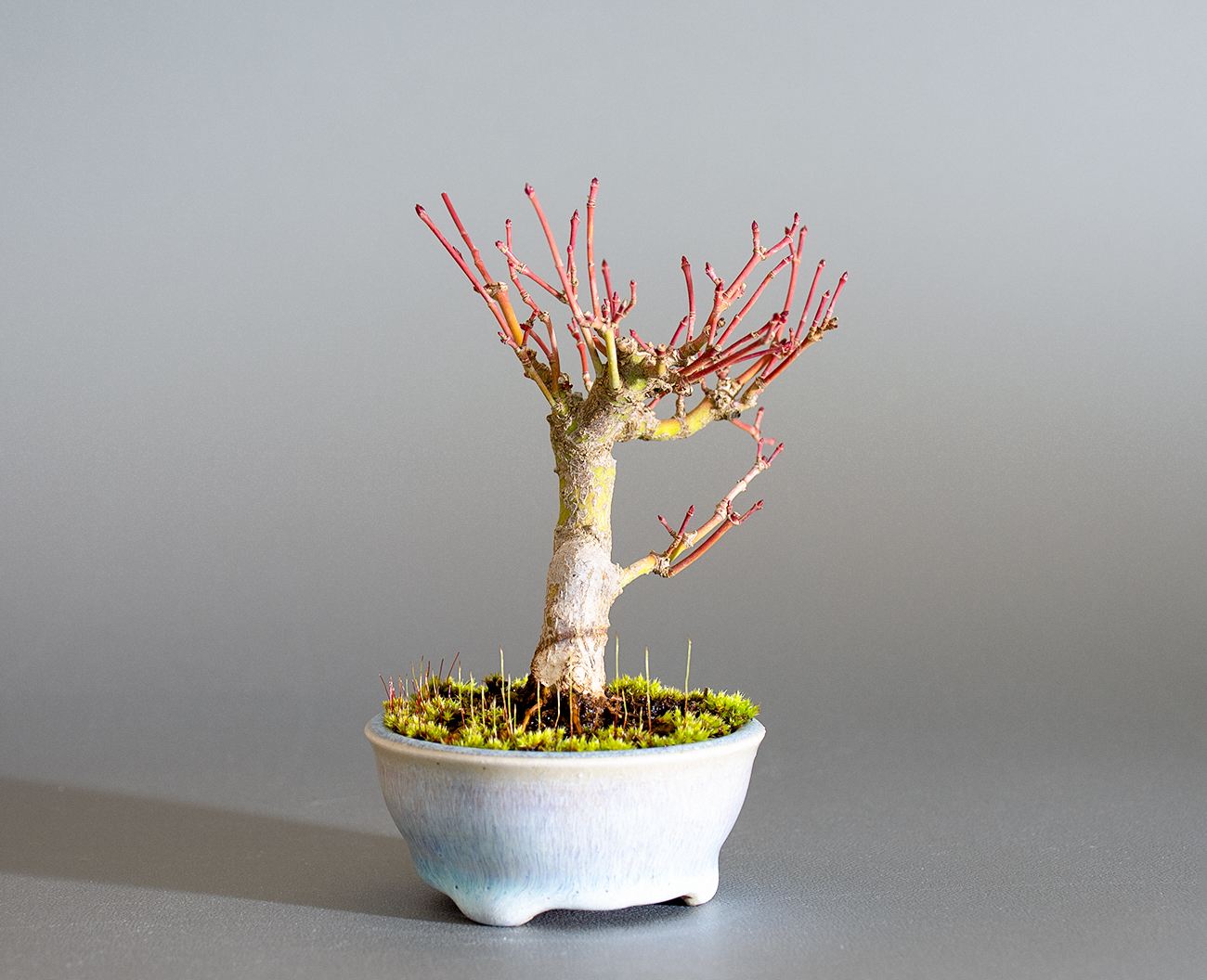イロハモミジ-P1(いろはもみじ・いろは紅葉)雑木盆栽を左側から見た景色・Acer palmatum bonsai