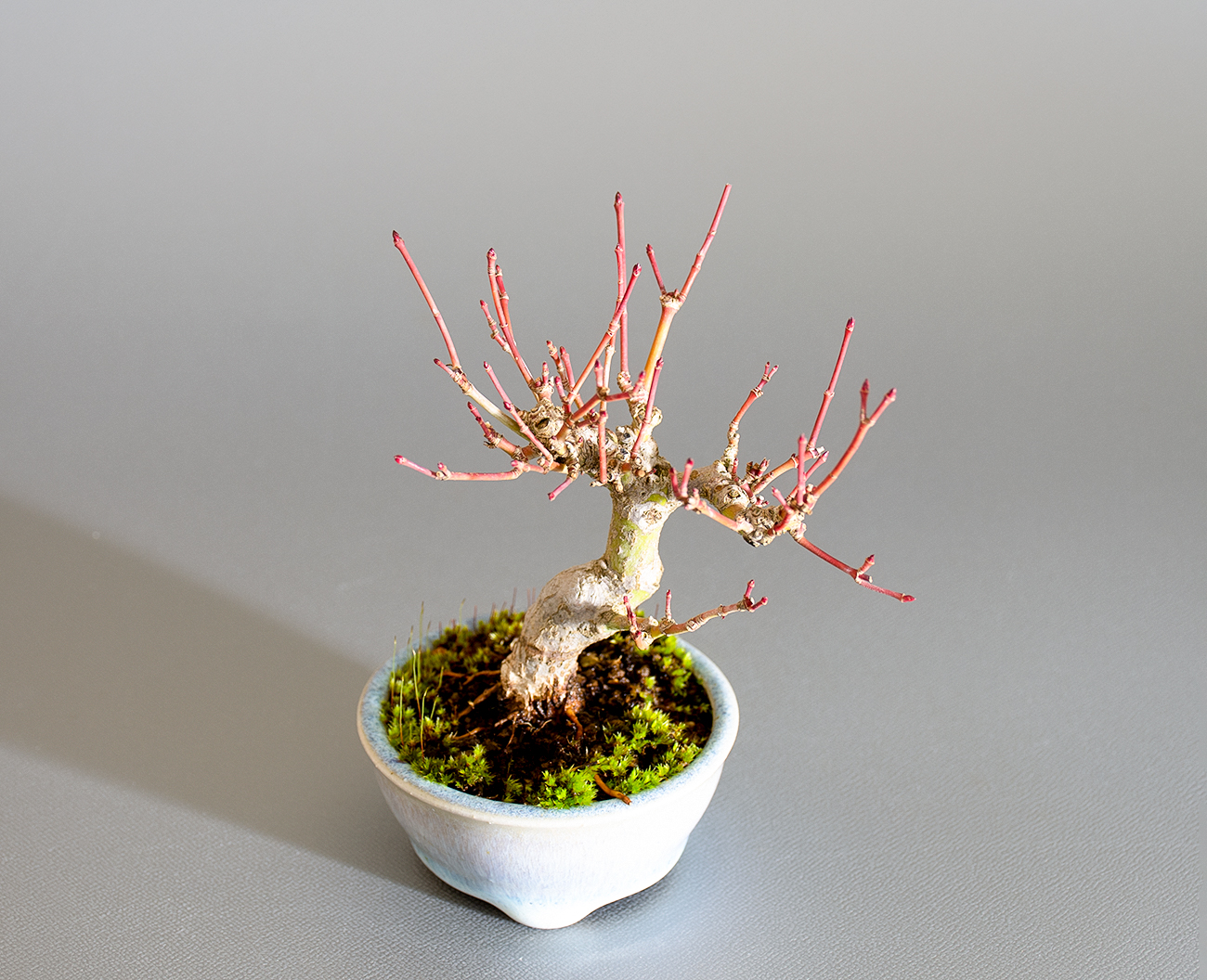 イロハモミジ-P1(いろはもみじ・いろは紅葉)雑木盆栽を上側から見た景色・Acer palmatum bonsai