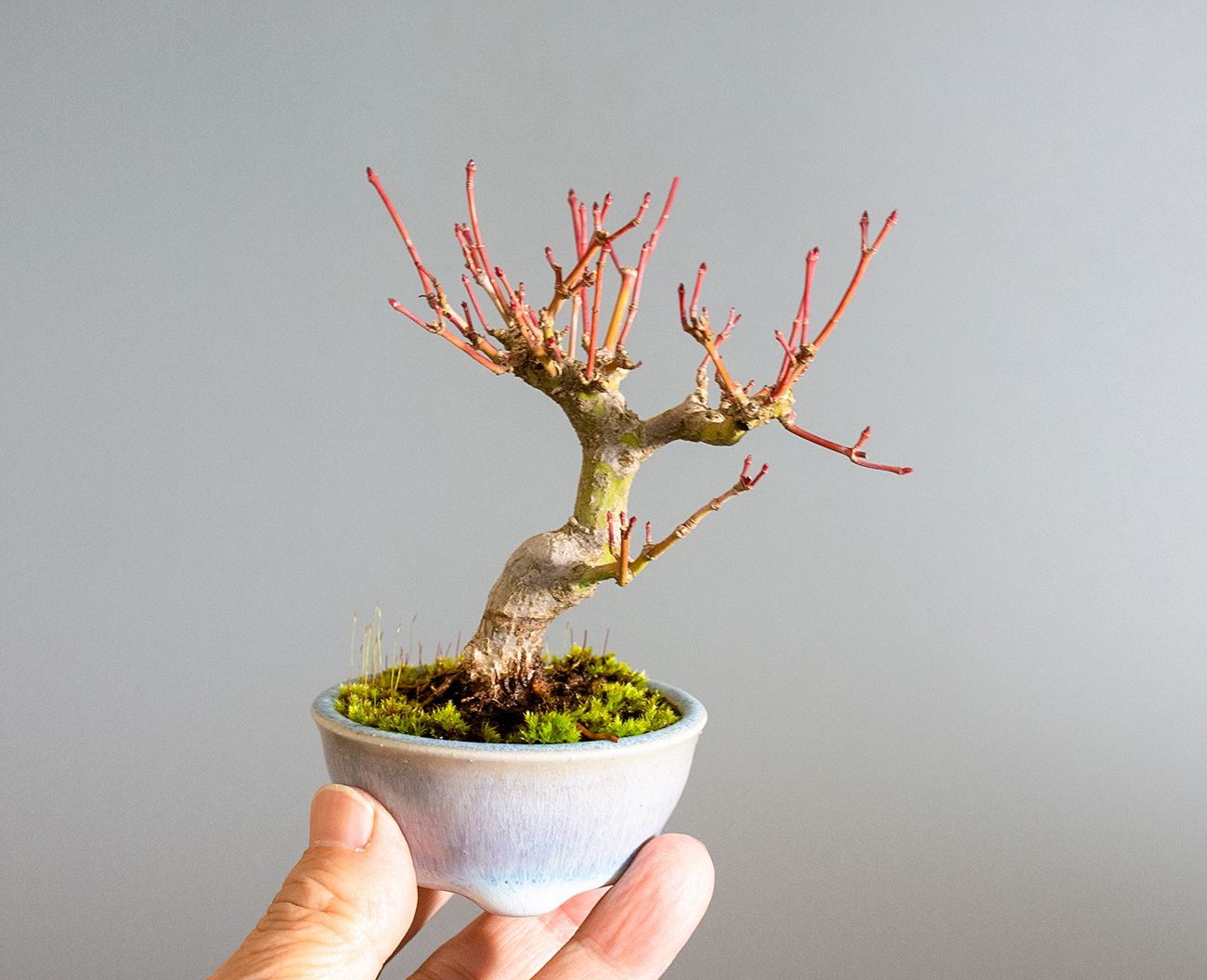 イロハモミジ-P1(いろはもみじ・いろは紅葉)雑木盆栽の手乗りの景色・Acer palmatum bonsai