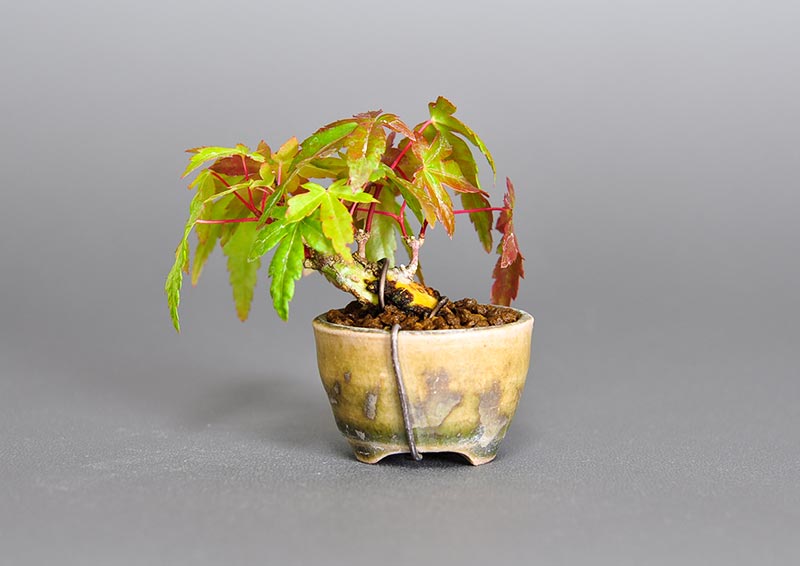 イロハモミジ-Q（いろはもみじ・いろは紅葉）雑木盆栽を裏側から見た景色・Acer palmatum bonsai