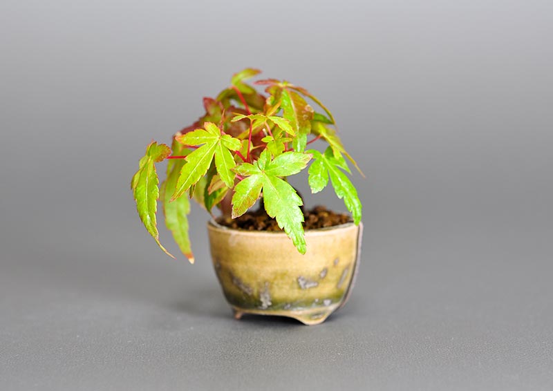 イロハモミジ-Q（いろはもみじ・いろは紅葉）雑木盆栽を右側から見た景色・Acer palmatum bonsai