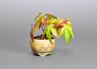 イロハモミジ-Q（いろは紅葉盆栽）Acer palmatum bonsai・プチ盆栽のベストコレクション・Best Collection of Petit Bonsai