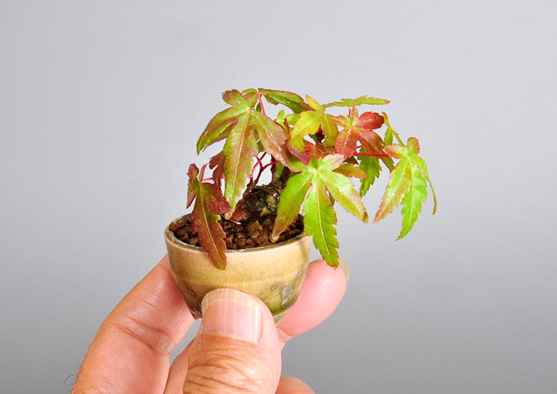 イロハモミジ-Q（いろはもみじ・いろは紅葉）雑木盆栽の手乗りの景色・Acer palmatum bonsai