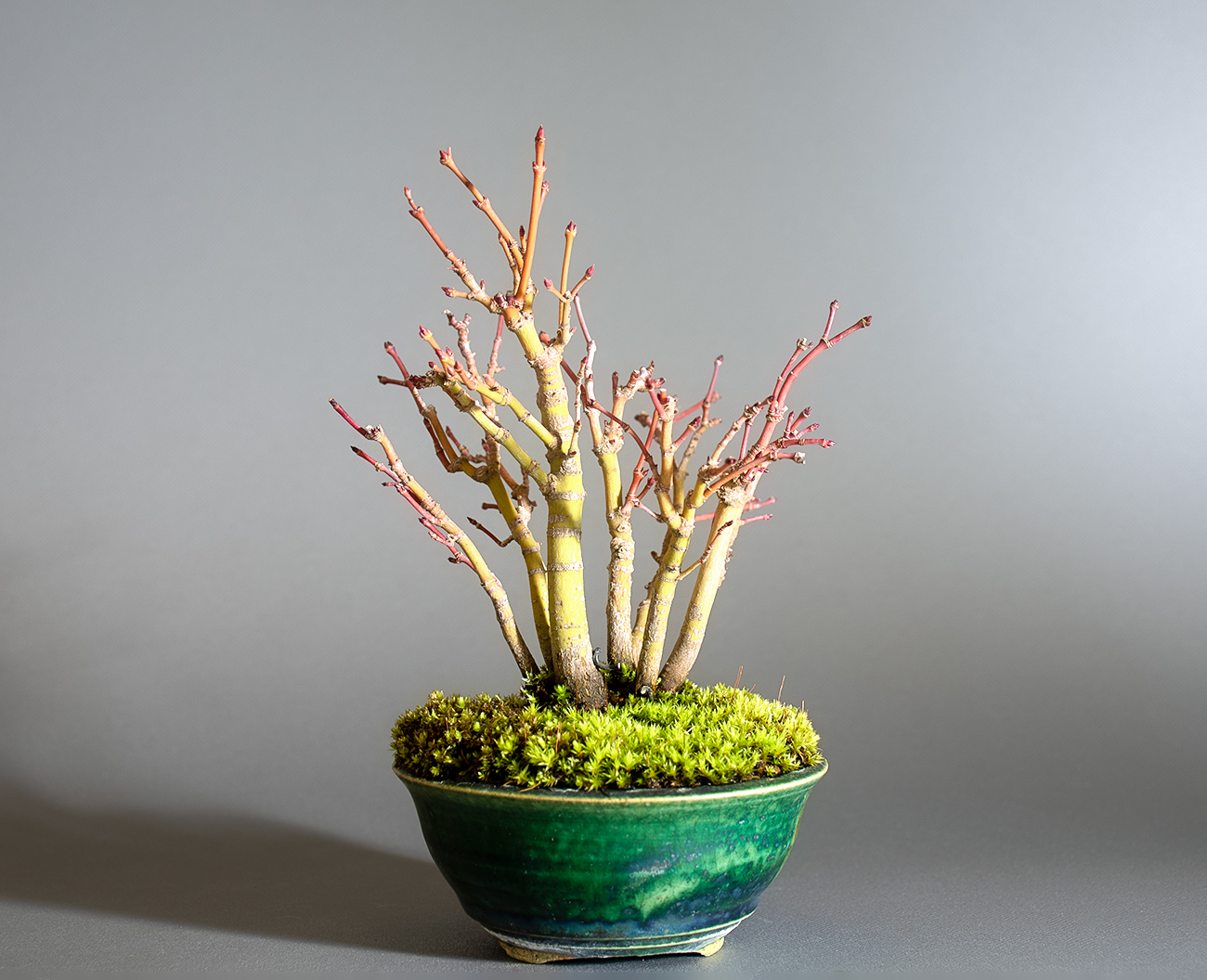 イロハモミジ-Q1(いろはもみじ・いろは紅葉)雑木盆栽を裏側から見た景色・Acer palmatum bonsai