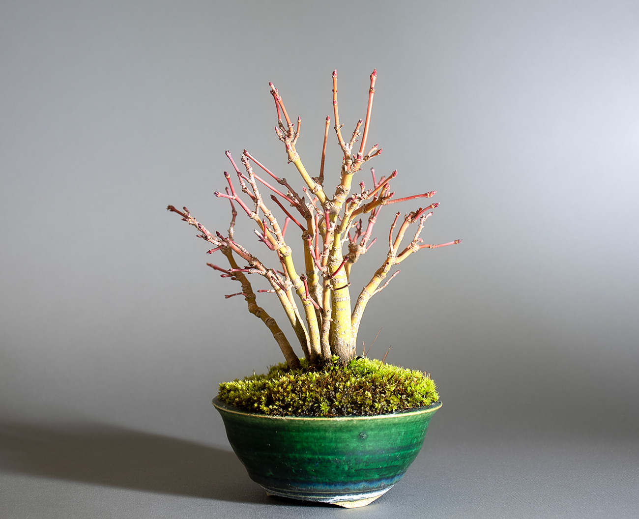 イロハモミジ-Q1（いろはもみじ・いろは紅葉）雑木盆栽を右側から見た景色・Acer palmatum bonsai