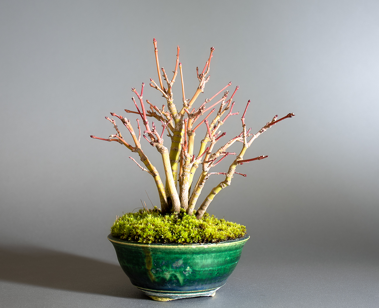 イロハモミジ-Q1（いろはもみじ・いろは紅葉）雑木盆栽を左側から見た景色・Acer palmatum bonsai