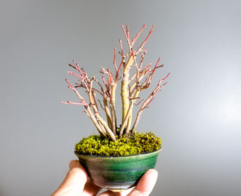 イロハモミジ-Q1（いろは紅葉盆栽）Acer palmatum bonsai｜おすすめの盆栽