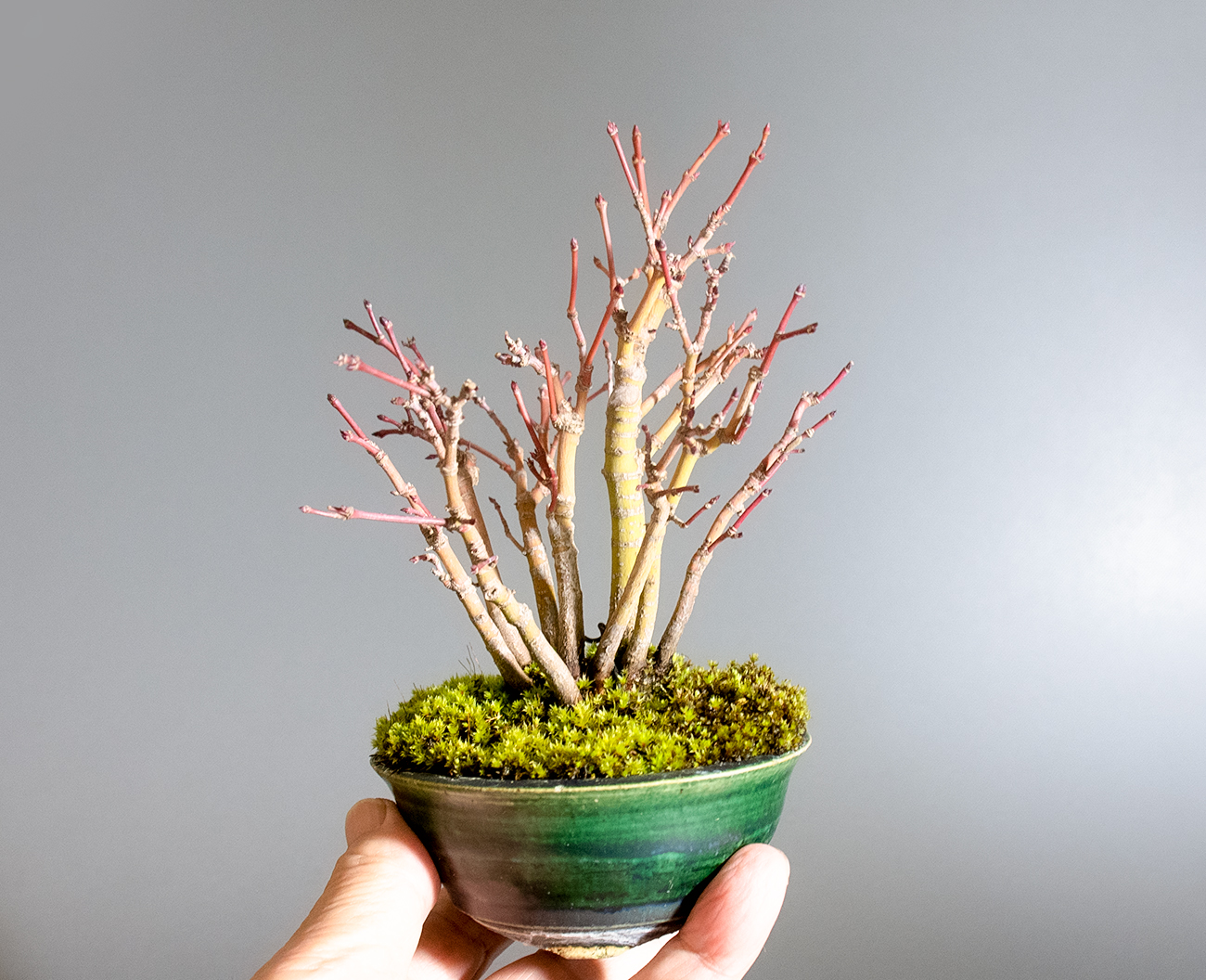 イロハモミジ-Q1(いろはもみじ・いろは紅葉)雑木盆栽の手乗りの景色・Acer palmatum bonsai