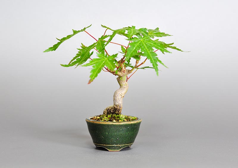 イロハモミジ-R（いろはもみじ・いろは紅葉）雑木盆栽の販売と育て方・作り方・Acer palmatum bonsai