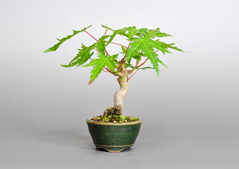 イロハモミジ-R(いろはもみじ・いろは紅葉)雑木盆栽の販売と育て方・作り方・Acer palmatum bonsai