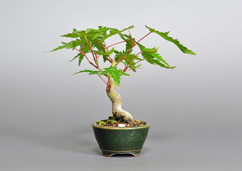 イロハモミジ-R(いろはもみじ・いろは紅葉)雑木盆栽を裏側から見た景色・Acer palmatum bonsai