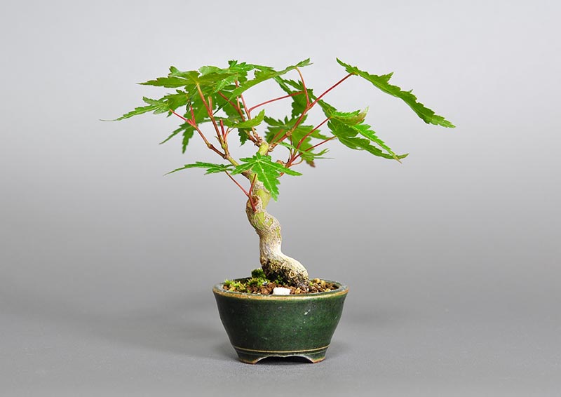 イロハモミジ-R（いろはもみじ・いろは紅葉）雑木盆栽を裏側から見た景色・Acer palmatum bonsai