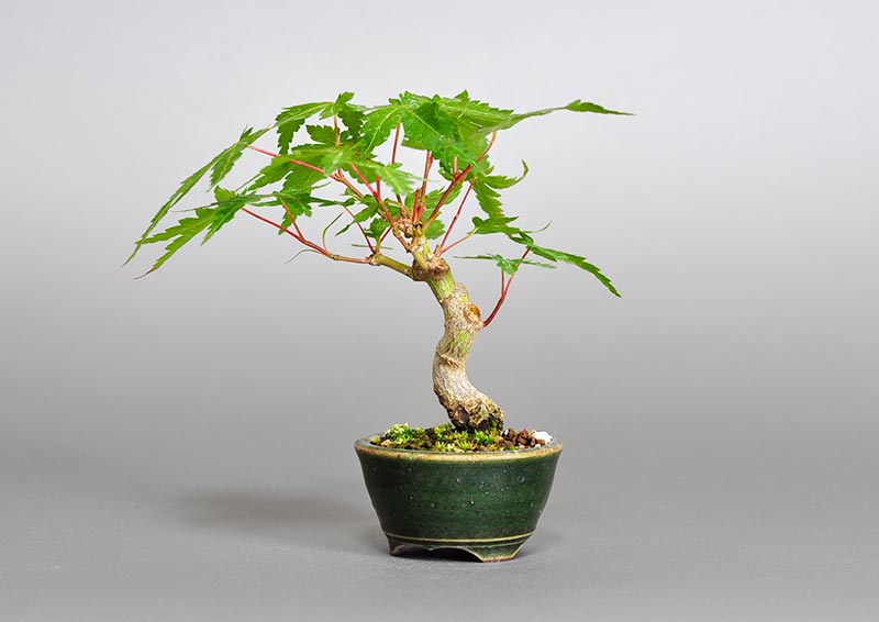 イロハモミジ-R（いろはもみじ・いろは紅葉）雑木盆栽を右側から見た景色・Acer palmatum bonsai