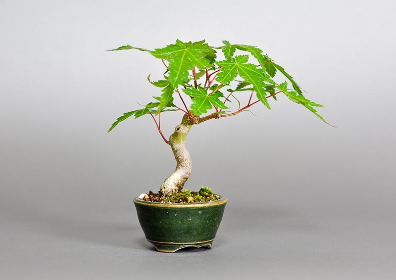 イロハモミジ-R（いろはもみじ・いろは紅葉）雑木盆栽を左側から見た景色・Acer palmatum bonsai