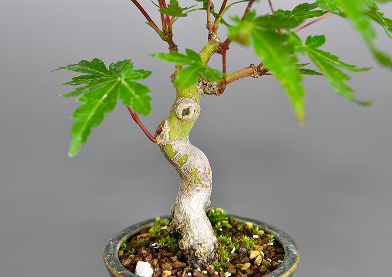 イロハモミジ-R（いろはもみじ・いろは紅葉）雑木盆栽を別側から見た景色・Acer palmatum bonsai