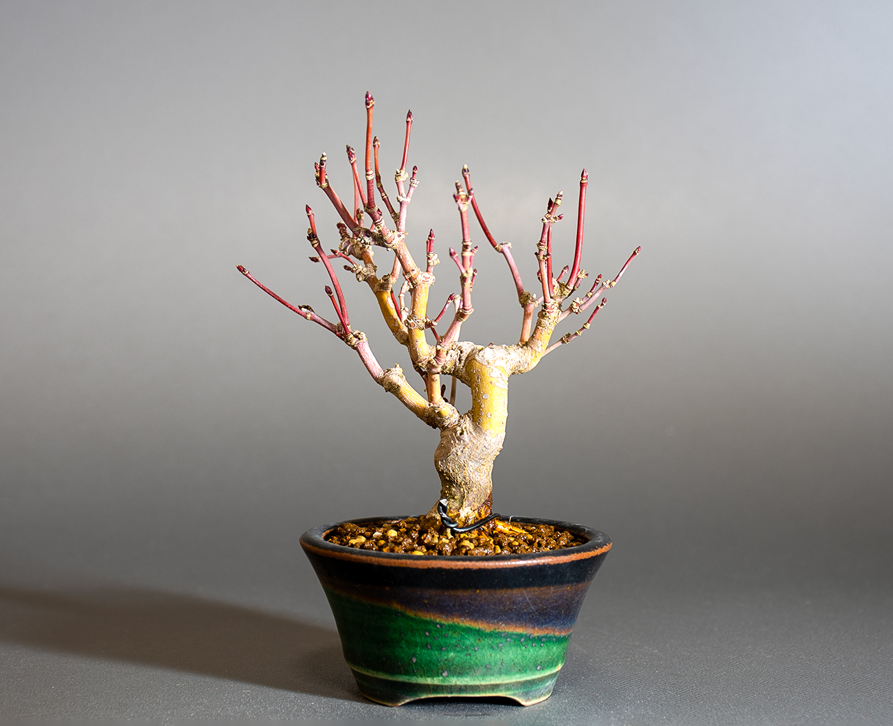 イロハモミジ-R1（いろはもみじ・いろは紅葉）雑木盆栽を裏側から見た景色・Acer palmatum bonsai