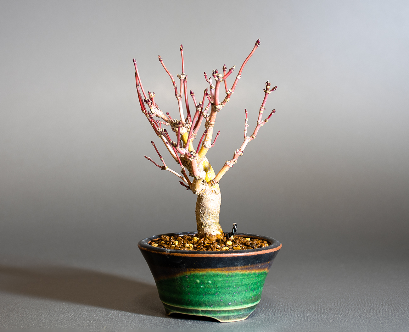 イロハモミジ-R1（いろはもみじ・いろは紅葉）雑木盆栽を右側から見た景色・Acer palmatum bonsai