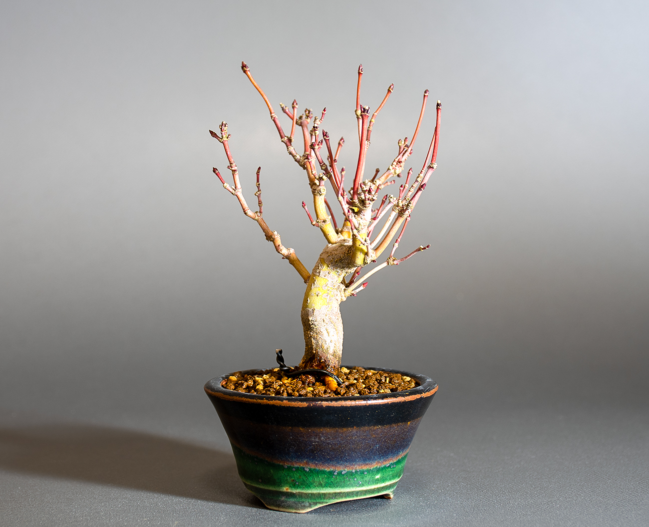 イロハモミジ-R1（いろはもみじ・いろは紅葉）雑木盆栽を左側から見た景色・Acer palmatum bonsai