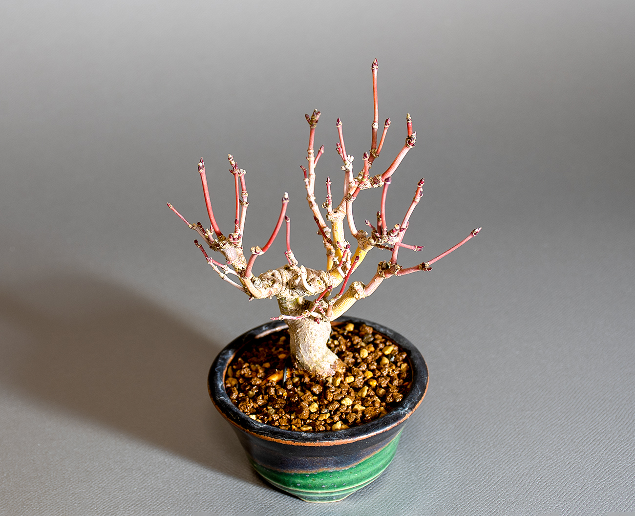 イロハモミジ-R1（いろはもみじ・いろは紅葉）雑木盆栽を上側から見た景色・Acer palmatum bonsai