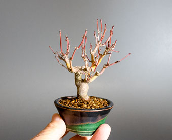 イロハモミジ-R1（いろは紅葉盆栽）Acer palmatum bonsai｜おすすめの盆栽