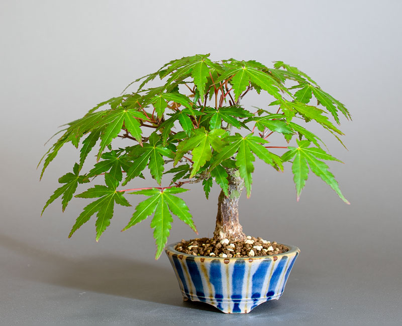 イロハモミジ-S1（いろはもみじ・いろは紅葉）雑木盆栽の販売と育て方・作り方・Acer palmatum bonsai