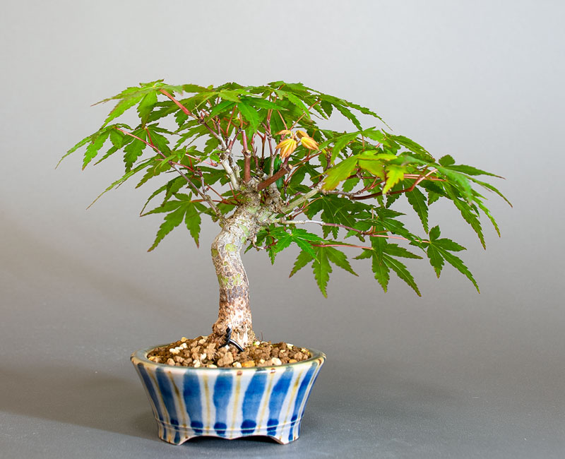 イロハモミジ-S1（いろはもみじ・いろは紅葉）雑木盆栽を裏側から見た景色・Acer palmatum bonsai