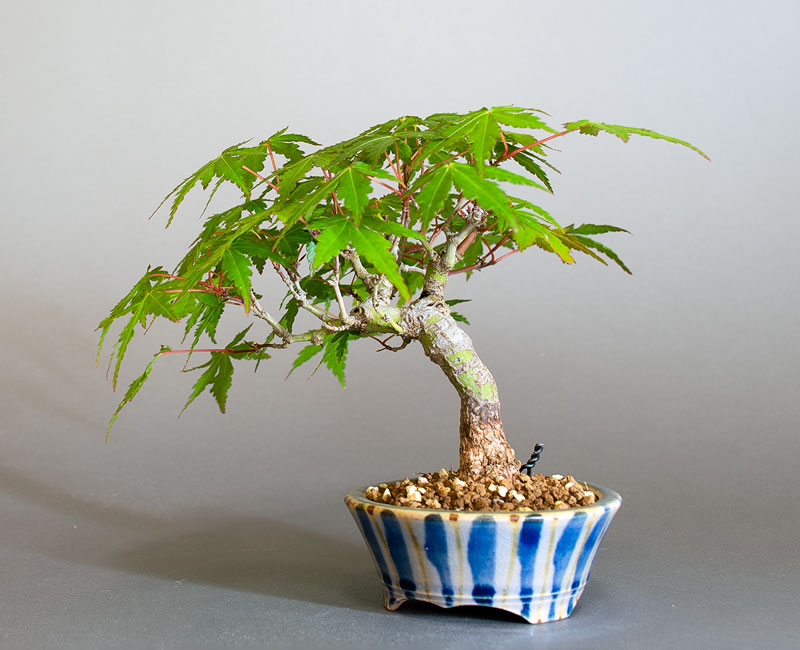 イロハモミジ-S1（いろはもみじ・いろは紅葉）雑木盆栽を右側から見た景色・Acer palmatum bonsai