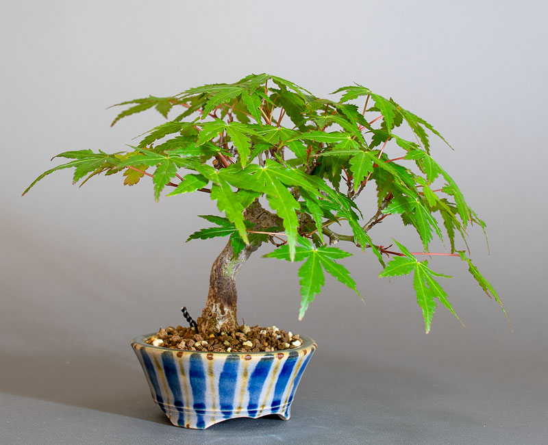 イロハモミジ-S1(いろはもみじ・いろは紅葉)雑木盆栽を左側から見た景色・Acer palmatum bonsai