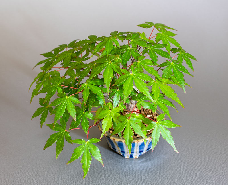 イロハモミジ-S1(いろはもみじ・いろは紅葉)雑木盆栽を上側から見た景色・Acer palmatum bonsai