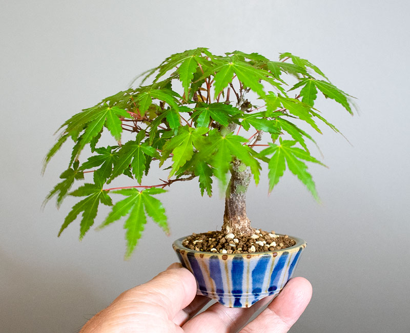 イロハモミジ-S1(いろはもみじ・いろは紅葉)雑木盆栽の手乗りの景色・Acer palmatum bonsai