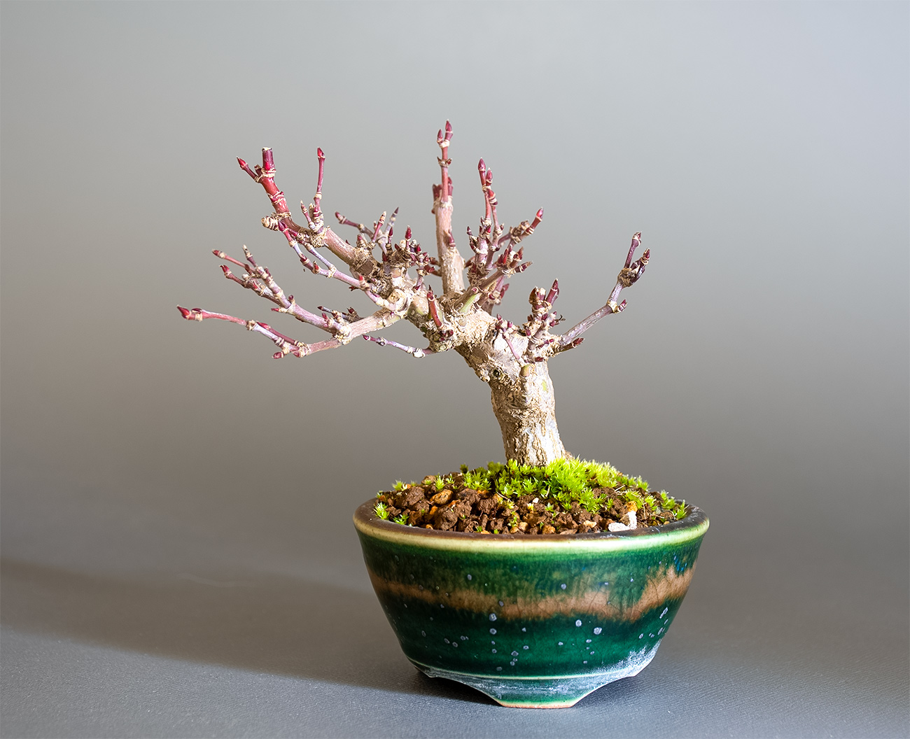 イロハモミジ-T1（いろはもみじ・いろは紅葉）雑木盆栽の販売と育て方・作り方・Acer palmatum bonsai