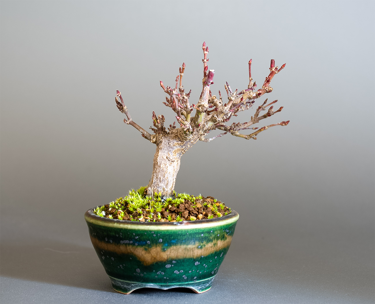 イロハモミジ-T1（いろはもみじ・いろは紅葉）雑木盆栽を裏側から見た景色・Acer palmatum bonsai