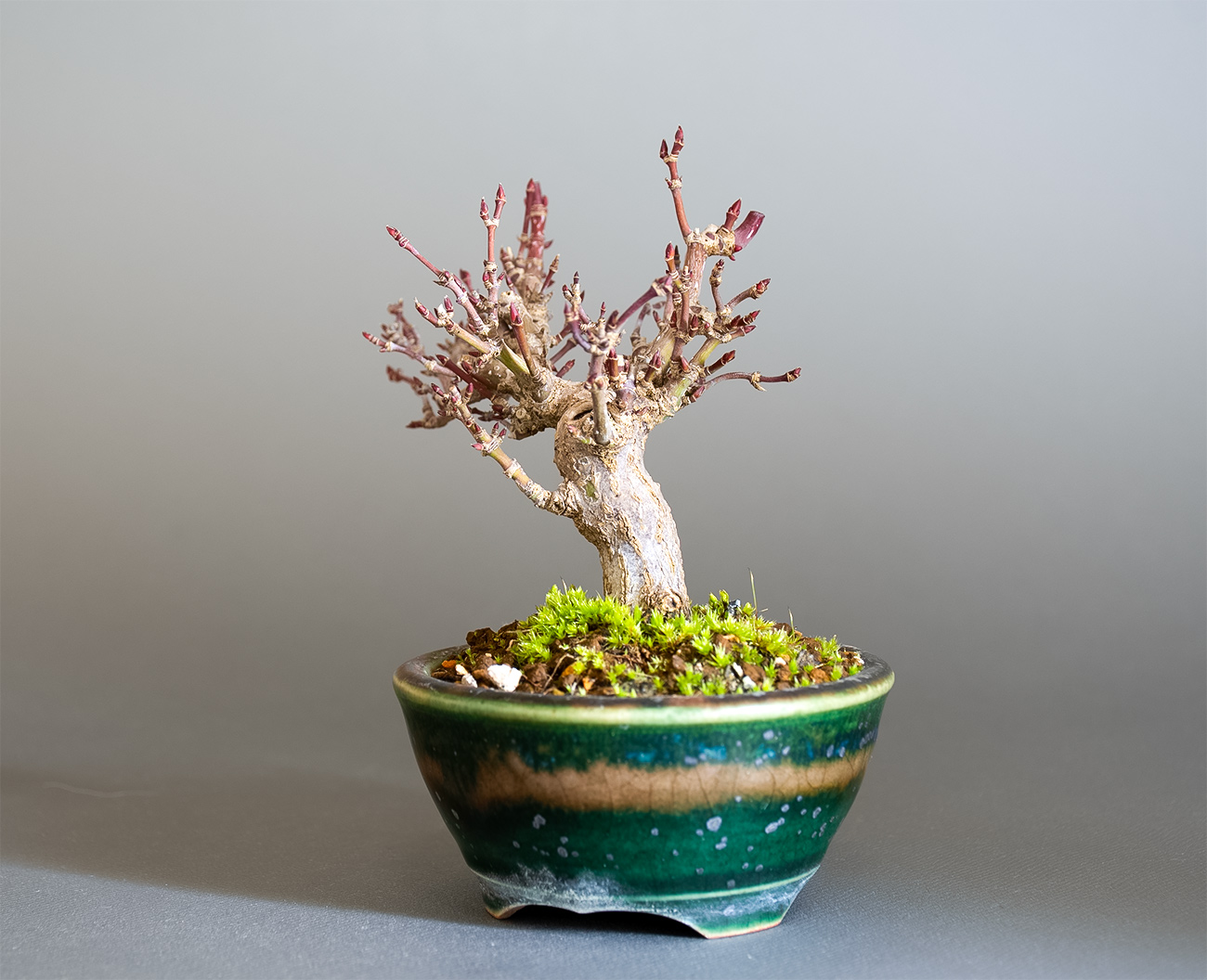 イロハモミジ-T1（いろはもみじ・いろは紅葉）雑木盆栽を右側から見た景色・Acer palmatum bonsai