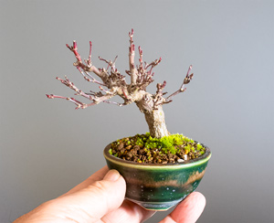 イロハモミジ-T1（いろは紅葉盆栽）Acer palmatum bonsai｜おすすめの盆栽