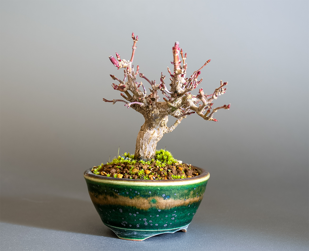 イロハモミジ-T1（いろはもみじ・いろは紅葉）雑木盆栽を左側から見た景色・Acer palmatum bonsai