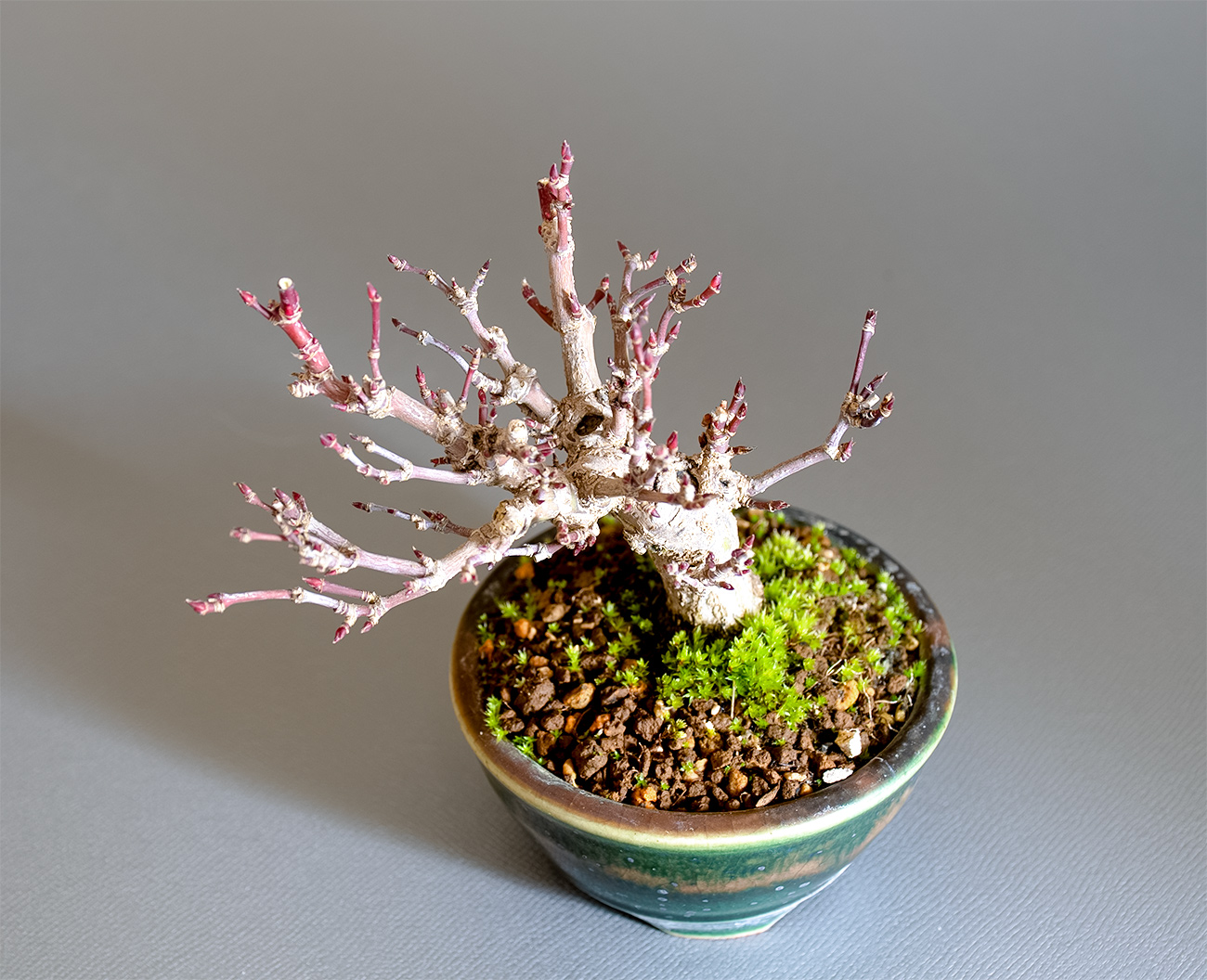 イロハモミジ-T1（いろはもみじ・いろは紅葉）雑木盆栽を上側から見た景色・Acer palmatum bonsai