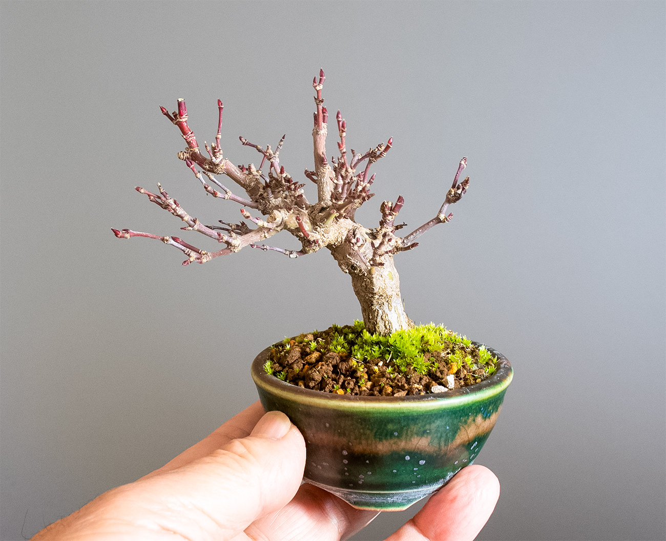 イロハモミジ-T1（いろはもみじ・いろは紅葉）雑木盆栽の手乗りの景色・Acer palmatum bonsai