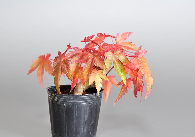 イロハモミジ-U-1(いろはもみじ・いろは紅葉)雑木盆栽を裏側から見た景色・Acer palmatum bonsai