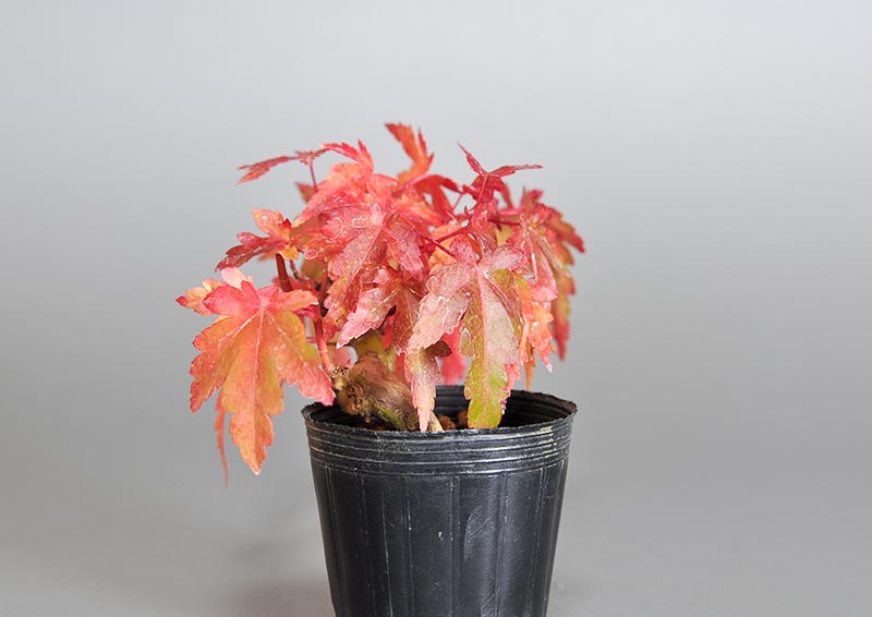 イロハモミジ-U-1(いろはもみじ・いろは紅葉)雑木盆栽を右側から見た景色・Acer palmatum bonsai