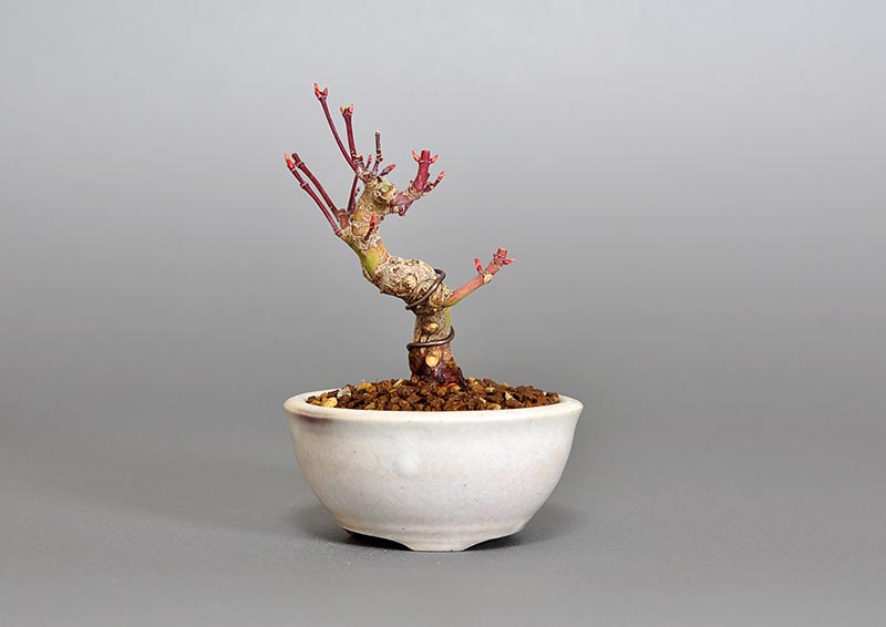 イロハモミジ-U（いろはもみじ・いろは紅葉）雑木盆栽の販売と育て方・作り方・Acer palmatum bonsai