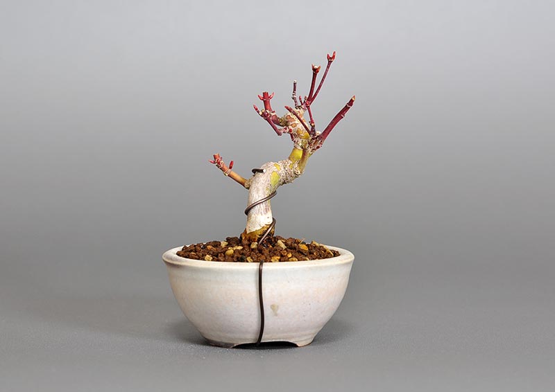 イロハモミジ-U(いろはもみじ・いろは紅葉)雑木盆栽を裏側から見た景色・Acer palmatum bonsai