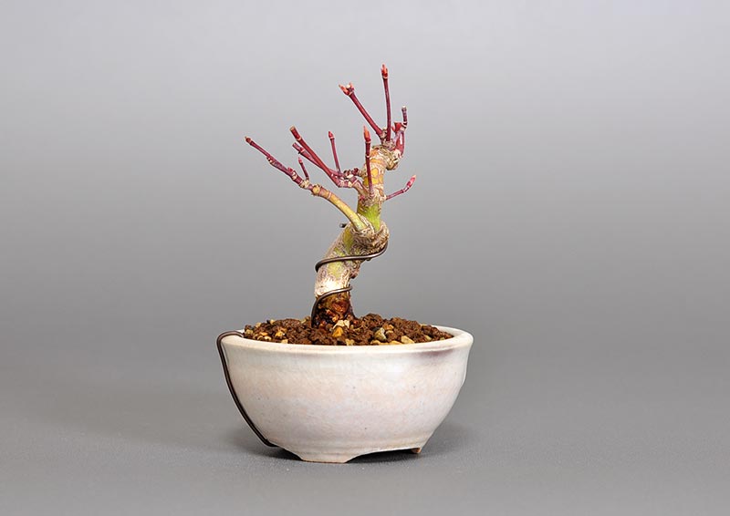 イロハモミジ-U（いろはもみじ・いろは紅葉）雑木盆栽を左側から見た景色・Acer palmatum bonsai