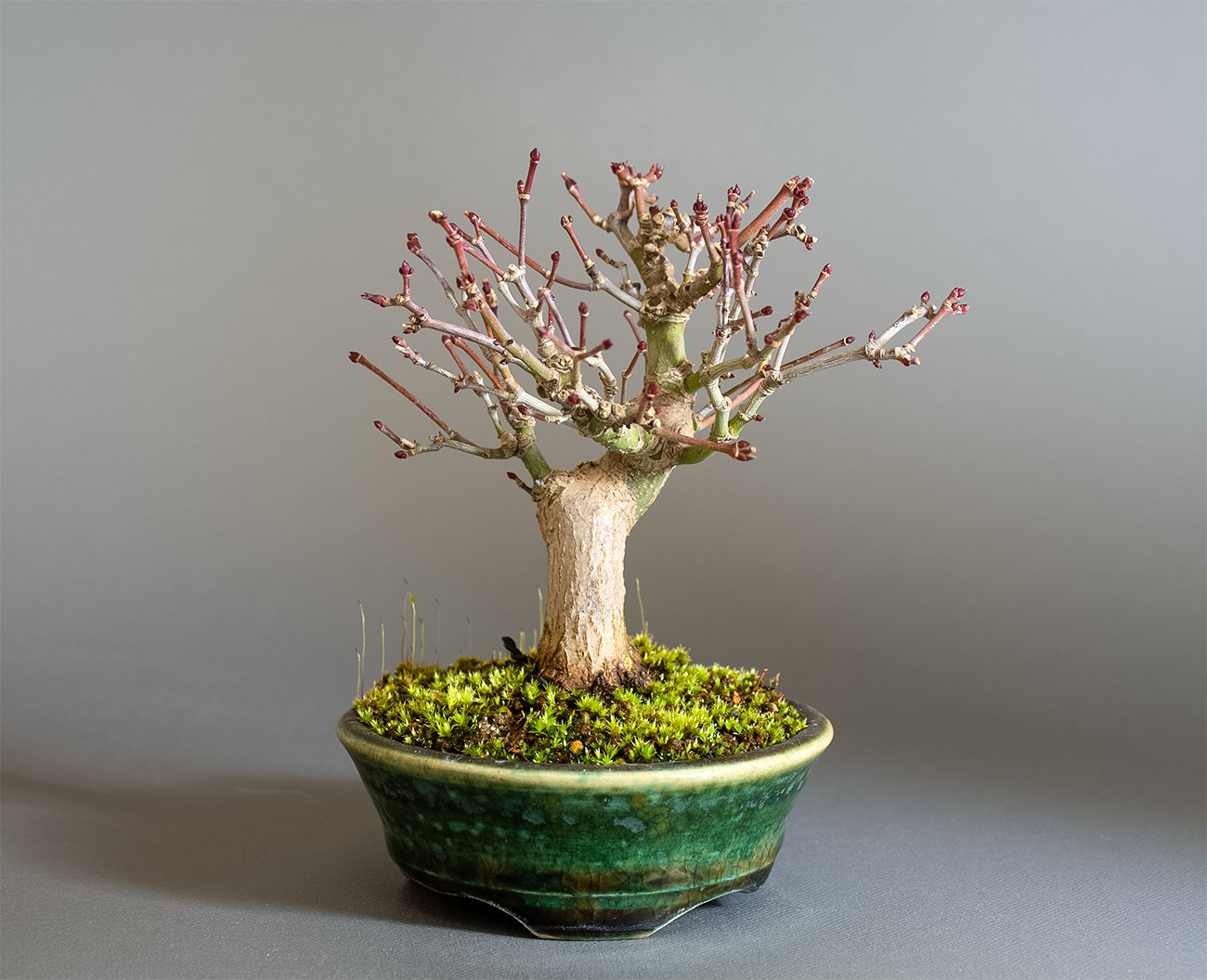 イロハモミジ-U1（いろはもみじ・いろは紅葉）雑木盆栽の販売と育て方・作り方・Acer palmatum bonsai
