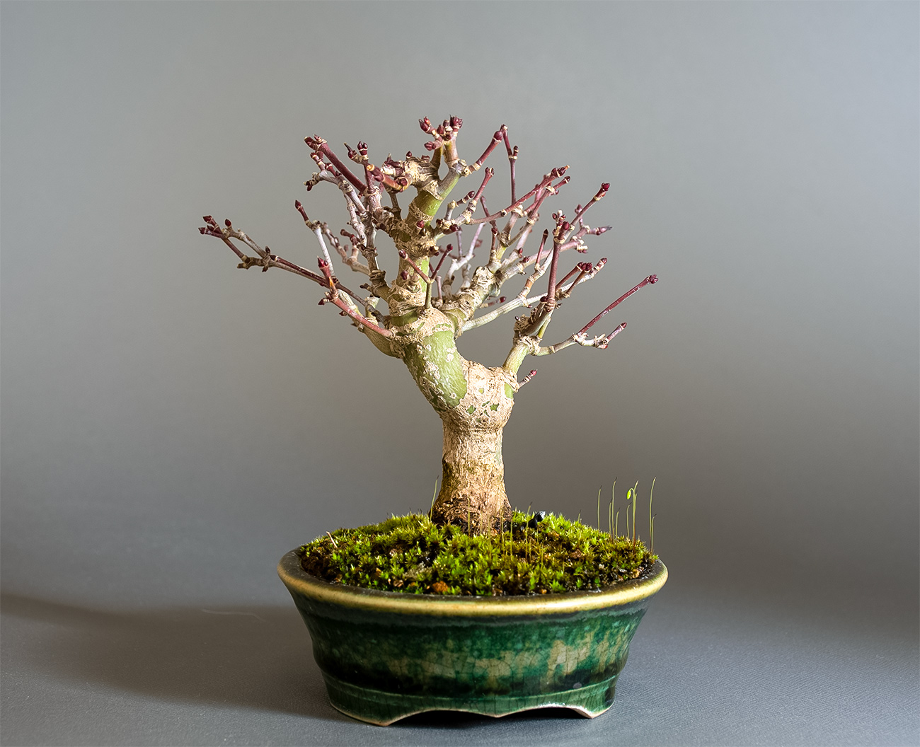 イロハモミジ-U1（いろはもみじ・いろは紅葉）雑木盆栽を裏側から見た景色・Acer palmatum bonsai